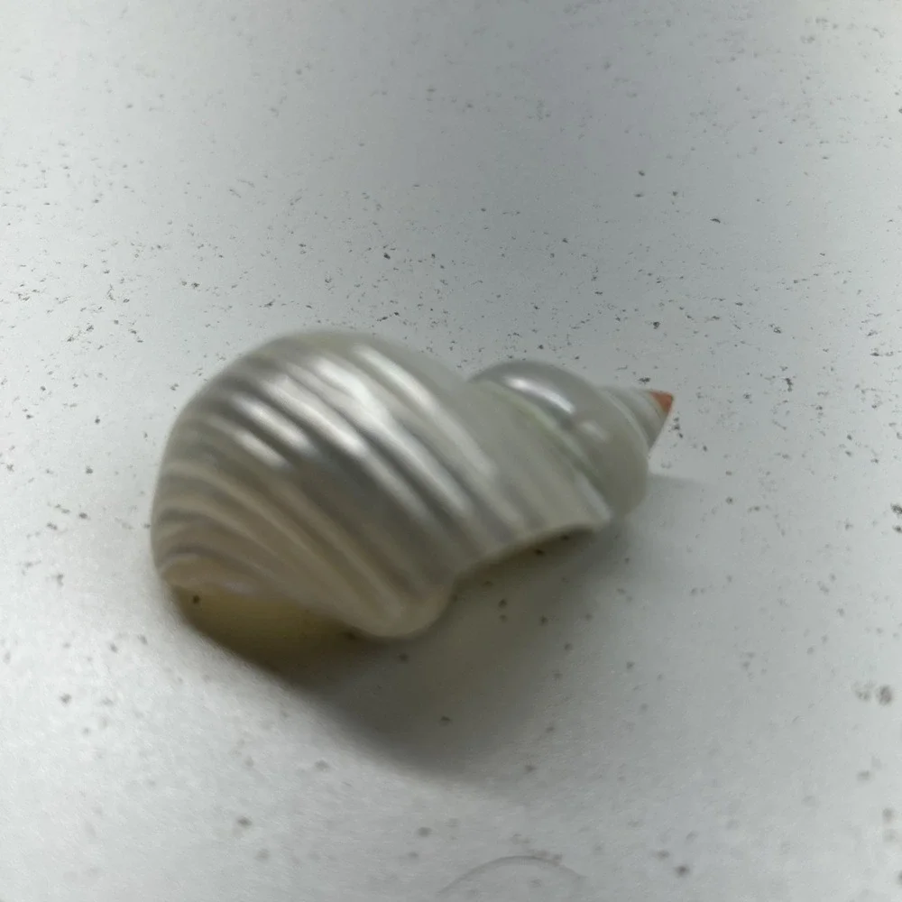 11 Vintage White Seashell Napkin Ring Holders Coastal Beach Wedding Table Decor